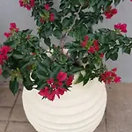 Villa Marios Poros (Kefalonia)