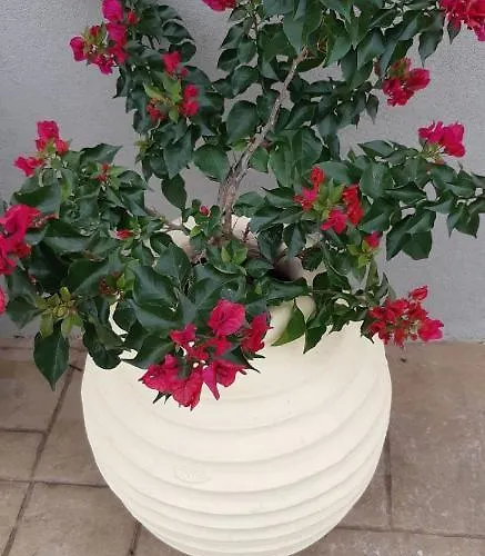 Villa Marios Pórosz