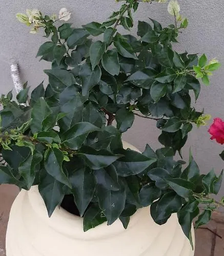 Marios Poros (Kefalonia)